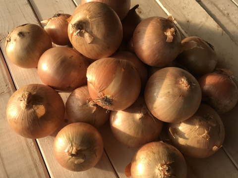 【玉ねぎ１kg】★組み合わせ自由なセット★１kg単位でお好きな量‼️(中サイズ長芋.じゃがいも.ごぼう.玉ねぎ)