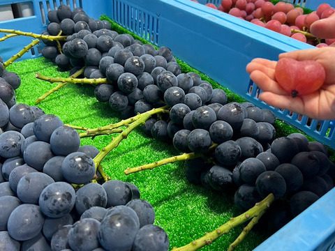 淡路島の恵み！やまだふぁーむの超甘いナガノパープル！パック売り！1パック600g！