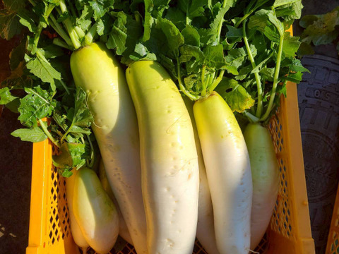 じんわ〜り染みる！冬の濃厚とろ甘大根 約9kg（農薬・化学肥料・除草剤・防虫剤不使用）