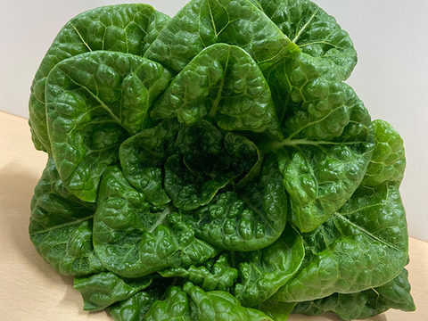 増量！水耕栽培レタス３種セット２kg