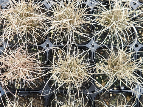 2個セット  グラス カレックス ブロンズカール  イングリッシュガーデン カラーリーフ 花苗 多年草 宿根草