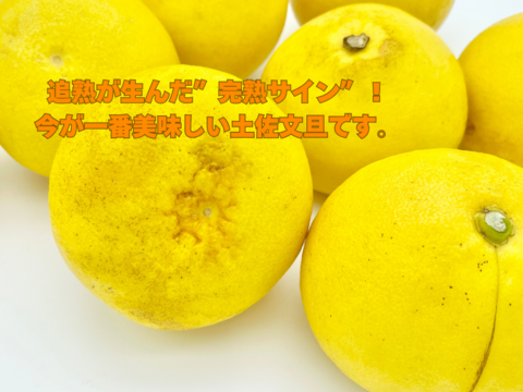 【日本ギフト大賞受賞】【在庫僅少特価品】園主こだわり土佐文旦 訳あり 7kg （4L～L）　　　　土佐文旦 ぶんたん ブンタン 高知  みかん 国産みかん 果物 柑橘