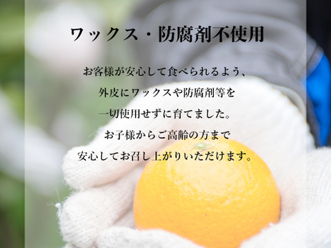 【食べチョクで１番売れてるみかんです！】贈答用の夕やけみかん【極】３ｋｇ（圧倒的人気のみかんです！）
