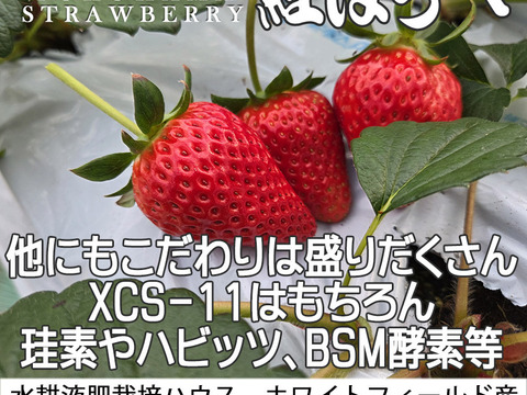 「べにほっぺ」30ｇ以上の大粒のみ800g【クール便】