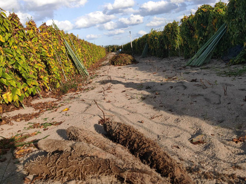 粘り抜群！鳥取県産 ねばりっこ 1kg  （宅急便コンパクト）