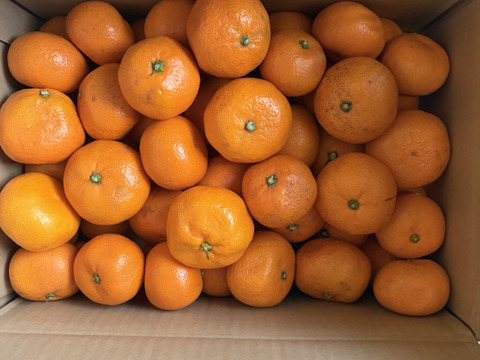 愛媛みかんの老舗厳選【濃厚な甘みと程よい酸味】みかん 5.5kg【愛媛県川上産】