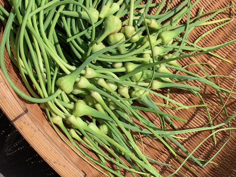 この時期だけ！ 甘み・旨味たっぷりニンニクの芽【栽培期間中農薬・化学肥料不使用】