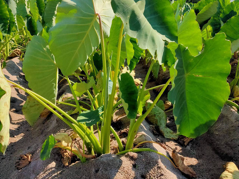 【鳥取県産】ねっとり濃厚 黄金里芋 親芋 10kg