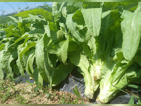 茎レタス 2kg：岩手県産のその他レタス｜食べチョク｜産地直送