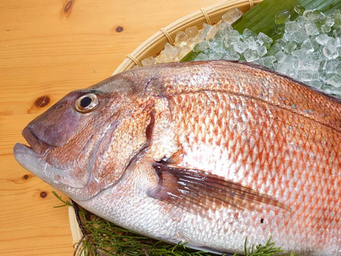 愛媛の養殖草創期から続くこだわり真鯛(海の鯛陽小サイズ)2尾入/箱