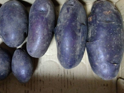 高い素材 幻のジャガイモ 10kg：北海道産の 『北海道産』 俵マゼラン 野菜