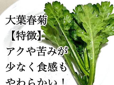 新鮮な3種類の春菊を食べ比べ80g