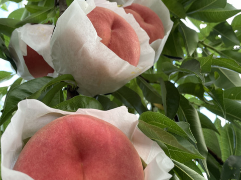 \9月12日まで/【ｶﾘｶﾘ硬めもも】品種おまかせ🍑２キロ 🍑【ご家庭用桃】【訳あり】【全部で４品種】