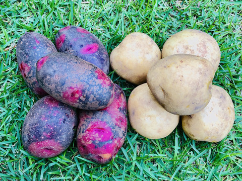 新じゃが食べ比べ2種セット＊5kg＊キタカムイ,デストロイヤー