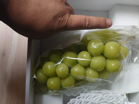 糖度18度以上！！山梨県笛吹産「シャインマスカット」550g以上×2房