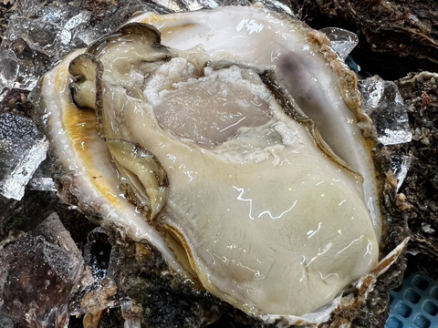 日間賀島産》天然岩牡蠣【身入りMAX】 超特大サイズ 濃厚な旨味