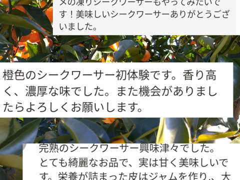 12月収穫！「樹上完熟シークワーサー」ご家庭用2kg