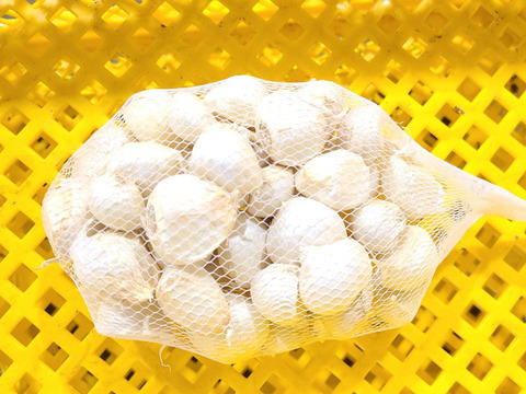 濃厚で甘い！大粒福地ホワイト六片にんにく 3kg（農薬・化学肥料不使用／バラ）