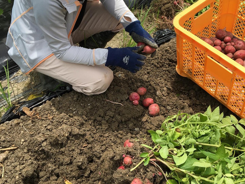✨ホクホクッ！京都里山のアンデスレッド2.5キロ✨薄い皮ごと食べられるジャガイモ🌟甘み旨みがあってとても美味しいじゃがいもです！フライドポテト、ポテサラ、コロッケにして美味しい！