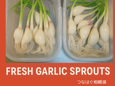 においが残りにくい！屋内水耕栽培　『発芽にんにく』　1袋60g　スプラウトにんにく