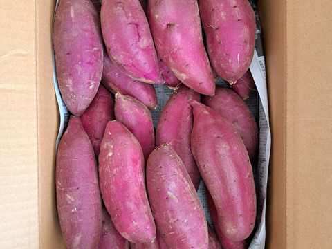 しっとり甘い熟成シルクスイート　Mサイズ　5kg さつまいも