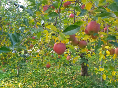 まるかじりもOK！ちっちゃな小玉の葉とらずサンフジ