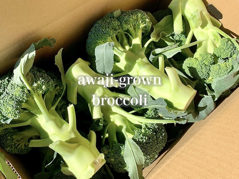 【穫れたて新鮮直送！】淡路島　減農薬　ブロッコリー　8本　免疫力アップ　野菜