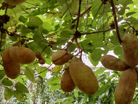 自然栽培アケビ２キロとちょっと  80サイズ⭐️⭐️⭐️⭐️⭐️