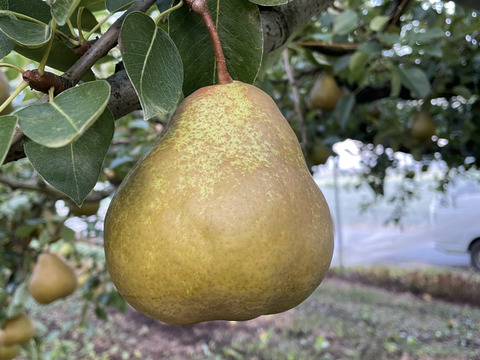 \9月4日で受付終了/【西洋なし】オーロラ 3キロ 【食べごろになると黄色くなります】【西洋梨】【西洋ナシ】【🍐】