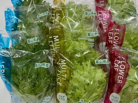 【まずはお試し】【栽培時農薬不使用】富山の植物工場野菜セット12袋入＋ベビーリーフミックス1袋付【５種類のレタスから組み合わせ】