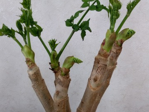 ともみさん、専用２セットまとめ買い　
オリジナル　「竹花瓶付き」
『激レア』　タラの芽の原木
春を一足先に告げる南国の木の芽です。
栽培マニュアルもお付けします。
