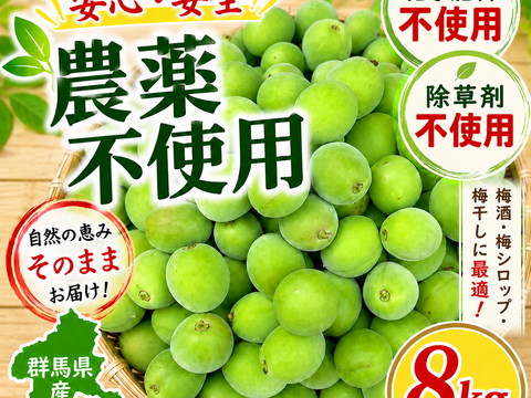 【予約販売】農薬不使用 青梅 8Kg 自家農園 梅酒 梅シロップ 農家直送 収穫後発送
