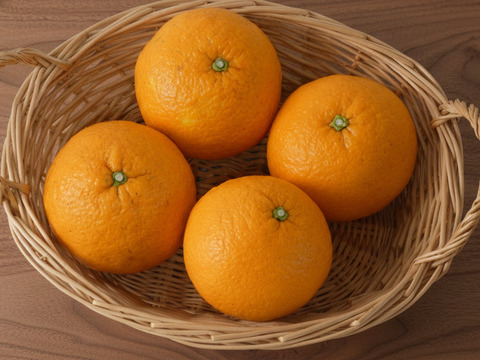 栽培期間中農薬不使用　甘夏５ｋｇ　M玉中心