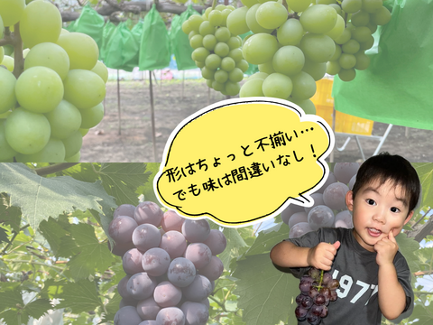 【数量限定】ぶどうお試しパック450g×4（シャインマスカット2房お約束‼︎）