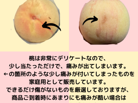 【お中元:７月下旬発送】「家庭用」数量限定・希少品種！白桃の大トロ『おかやま夢白桃』5〜10玉（熨斗対応可）