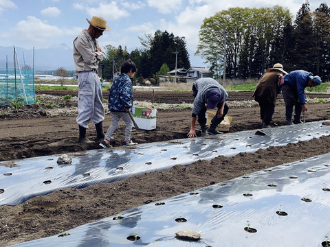 5kg  菊芋　スーパーフード　健康野菜　掘りたて　キクイモ　長野県産