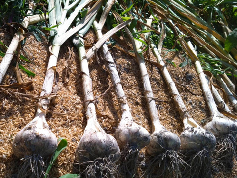 【国産】平戸ニンニクの種　500粒　農薬は使っていません 国産】平戸ニンニクの種 500粒 農薬は使っていません