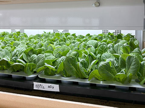 増量！水耕栽培レタス３種セット２kg