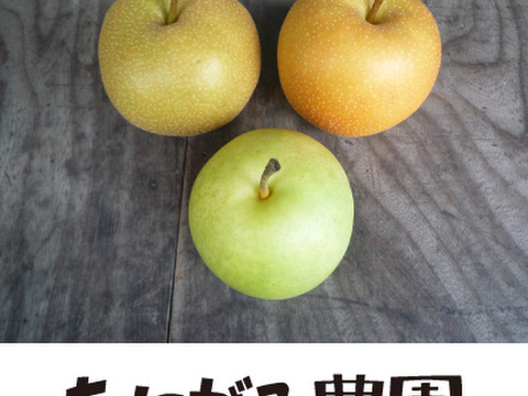 【Ｒ９年度産】予約「新甘泉」2.5キロ(5～9玉) たにがみ農園 果汁たっぷり‼ 鳥取県 梨 nashi しんかんせん