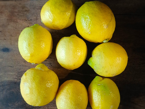 農薬不使用　香り完熟　自然栽培レモン5kg(34個前後）