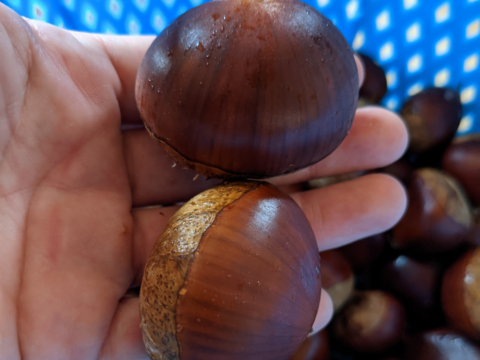 無燻蒸の小布施栗クール便！　程よい大きさMLサイズ1キロ