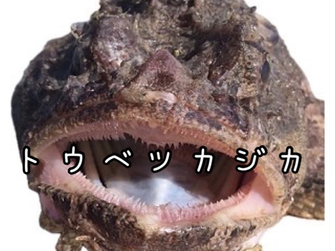 ☆YouTubeで紹介☆ へんな魚ボックス【未利用魚オンリー】魚種指定不可、お届け日指定不可の商品です