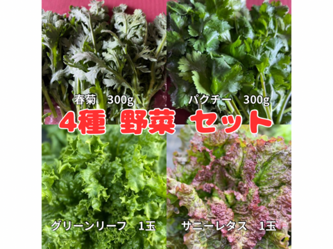 野菜4種セット（春菊・パクチー・サニーレタス・グリーンリーフ）群馬県東吾妻町産