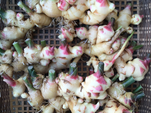 ジンジャーシロップに！温活に！旨さ引き立つピリ辛！新生姜（約1kg）