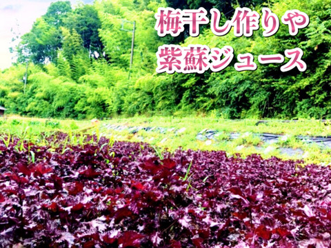 【7月中旬予約販売】3kg✨農薬不使用の赤紫蘇！3キロをお包みします！【数量限定】自然栽培のおいしい紫蘇！自然農法