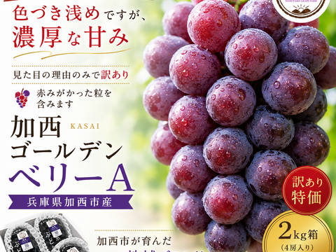 【訳あり】色づき浅めですが濃厚な甘み！加西ゴールデンベリーA【2kg】
