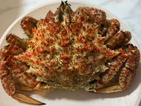 春が旬🌸陸奥湾産活トゲクリガニ【1kg】