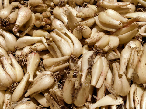 【鳥取県産】素材の栄養丸ごと 根付きらっきょう 2kg