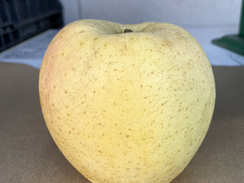 甘くてジューシー！きみと (B品りんご２㎏)