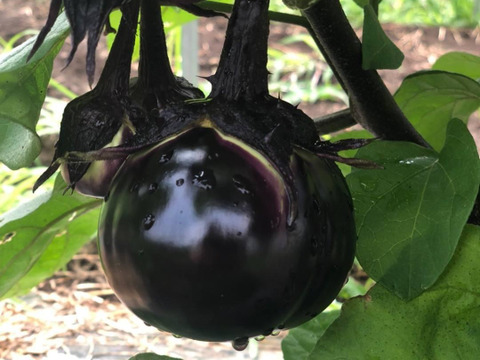 【栄養価が高い】しゅんセット(8〜10品目前後)